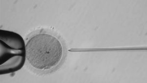 La edición genética en embriones humanos, cada vez más cerca