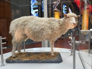 Historias de ovejas