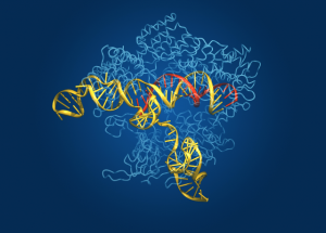 Inesperado contratiempo para las terapias génicas basadas en CRISPR