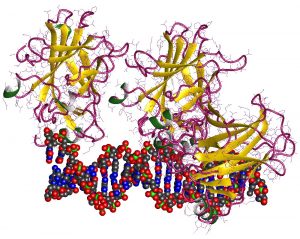 El penúltimo problema para las CRISPR se llama p53
