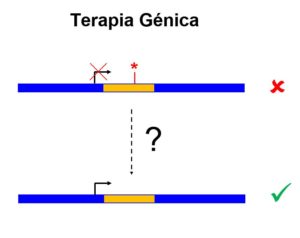 ¿Qué es la terapia génica? - explicado con sencillez para todo el mundo