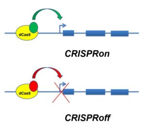 Encendiendo y apagando genes con CRISPR