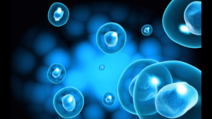 Modelos multicelulares que imitan el desarrollo temprano del embrión humano