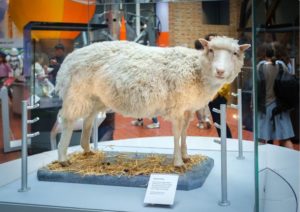 De la oveja Dolly al mono Rhesus: una breve historia de la clonación