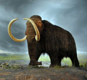 Hacia la desextinción del mamut