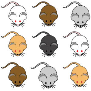 Sobre la estabilidad y pureza genética de los ratones usados como modelos animales en biomedicina