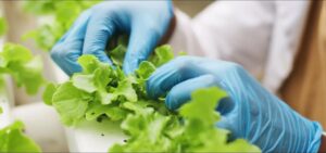 Europa aprueba el uso de la edición genética en plantas, aunque con limitaciones