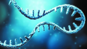 El componente ARNm de la nueva terapia contra melanoma